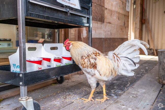 Even the roosters get quality food at Lake View Market near Von Elm East.