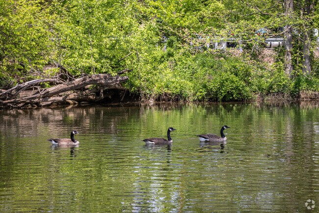 Bloomsbury Community Gardens in is the ideal spot for waterfowl to nest in the season.