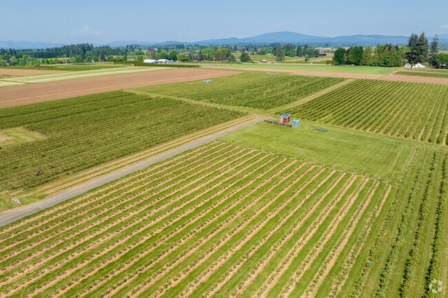 Nappe Farms- U Pick Blueberries is Great place to Spend Some Family Time Gathering Ice Cream Toppings in  Boring.