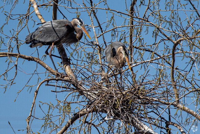 Herons nest in the trees at the Heron Rookery in Marshall Terrace.