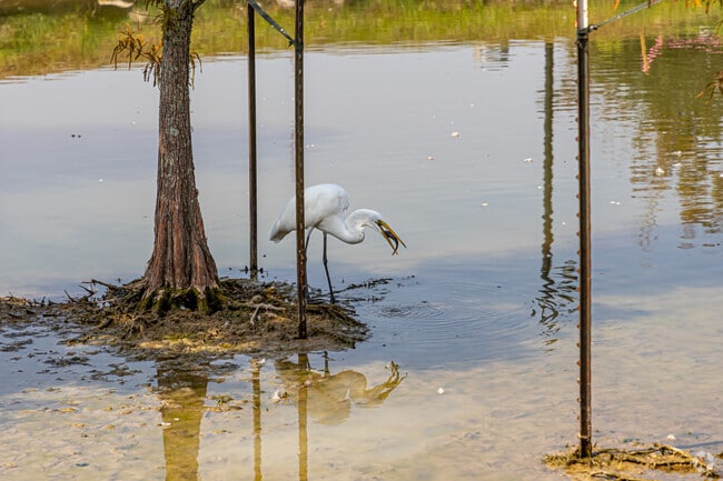 A Great Egret enjoys lunch in a local lake in Park Forest/LA North.