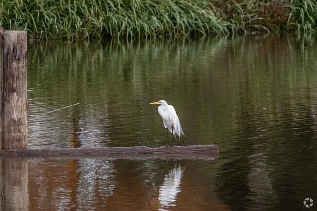 Bird watching is common in River Oaks thanks to its wooded areas and river views.
