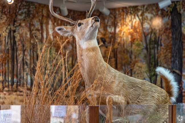 See what you can discover at Discovery Cove in Thunderbird State Park near Needmore.