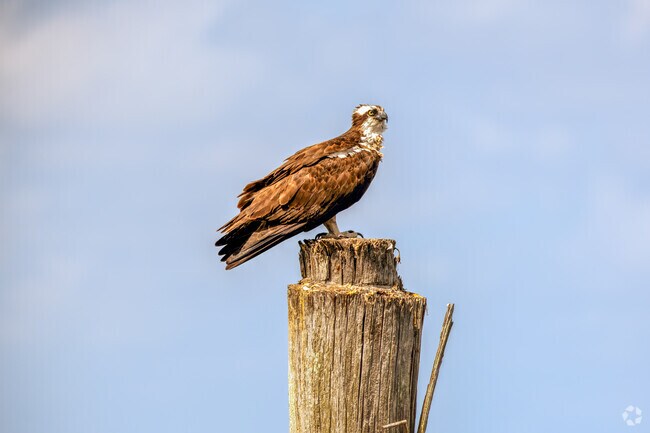 In Midway, an osprey captivates passersby with its presence.