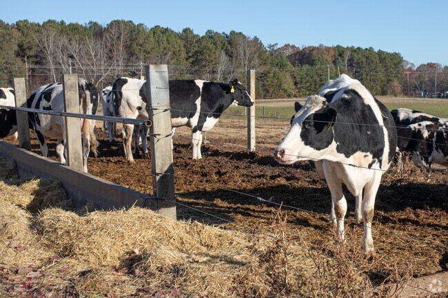 Happy Cow Creamery is located just outside Piedmont and has local farm and dairy products.