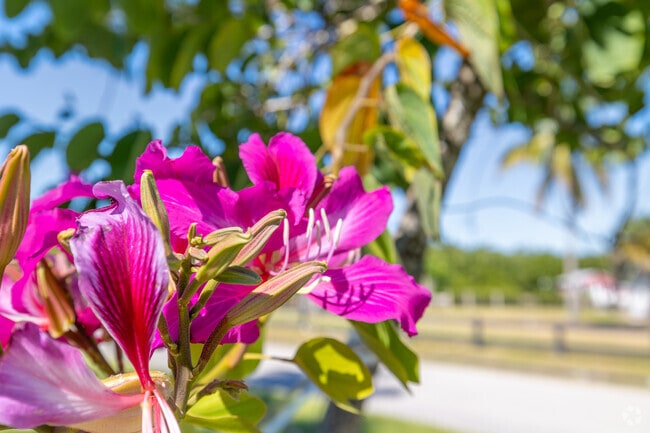 Bright tropical flowers add color to Everglades City landscapes.