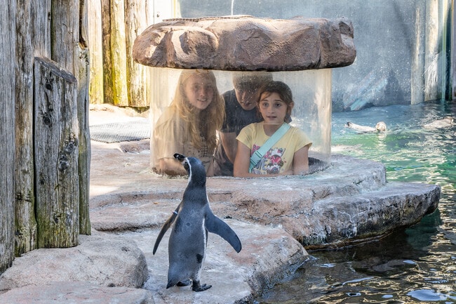 Experience wildlife up close at the Scovill Zoo in Decatur.