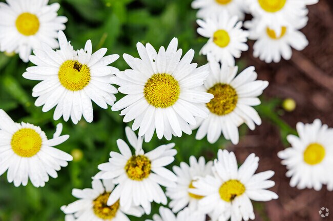 Flowers brighten the atmosphere throughout River Mountain.
