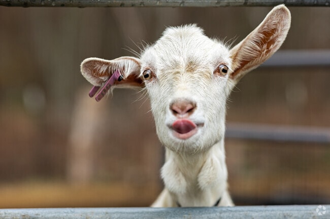 Elkins home owners can taste fresh goat milk at Broken Cedar Farms.