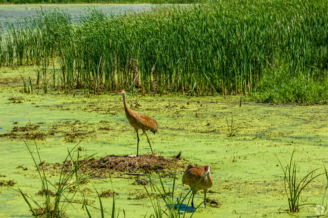 Hike over to Graber Pond in Northside, where you might get up close with a family of cranes.