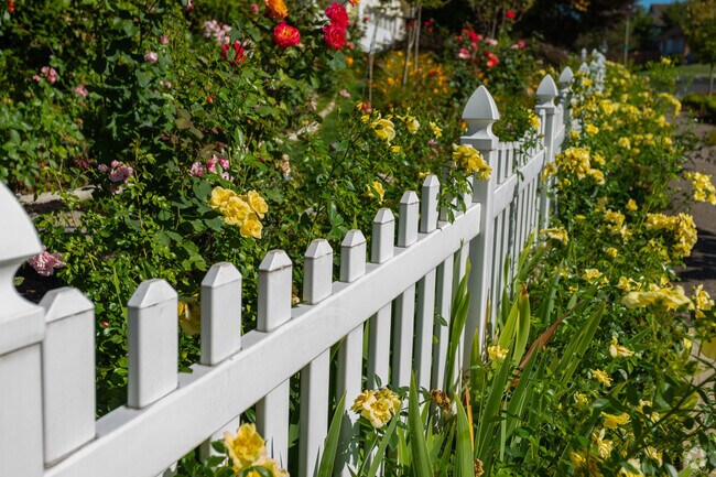 Rose bloom along a white picket fence in the Village at Fisher's Landing.