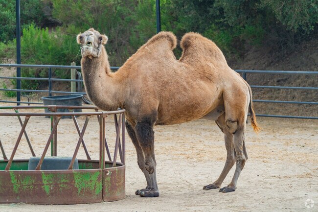 In River Road Salinas, CA you'll be surprised to find a camel as your next door neighbor.