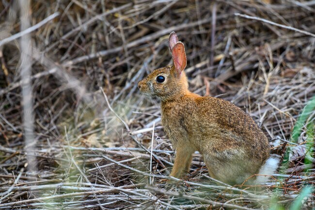 Occoquan Bay National Wildlife Refuge