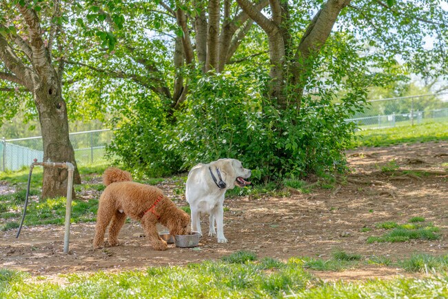 Four-legged friends play at the off-leash dog park in Monocacy Park.