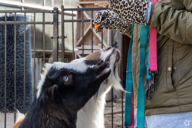 Nigerian dwarf goats are a frequent sight at Roger Williams Park.