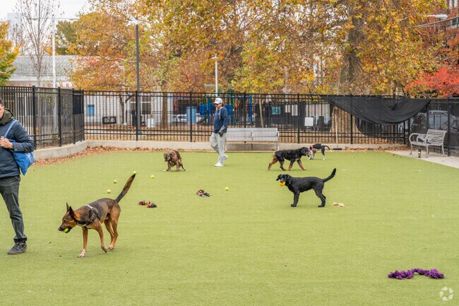 The dogs love the open space and turf at the bark park at Columbus Square Park.