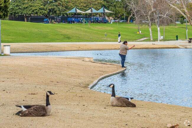 Fish alongside ducks and geese at the park at the La Mirada Aquatic Center in La Mirada.