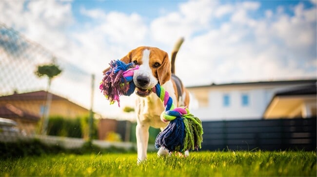 Harpers Mill Dog Park Amenity