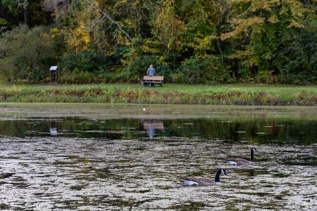 Ducks and geese call Benson Park home.