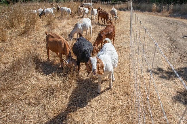 When hiking through the hills around Piedmont Pines, you may see goats munching the grass.