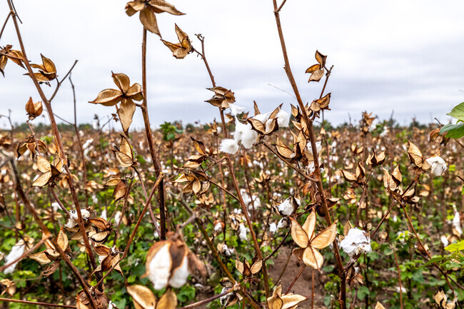 Cotton fields are all around the green pastured fields in Jones, OK.