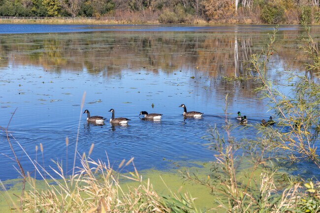 Sherwood Glen’s lakes offer peaceful views and attract local wildlife year-round.