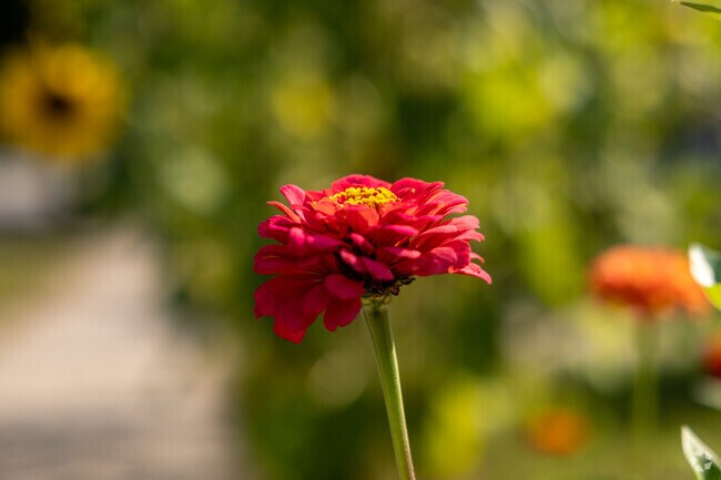 Many residents in Haevers Corner maintain landscaping with colorful flowers.