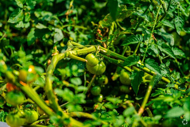 West Island Lake locals can rent out plots at Victory Garden to grow their produce.