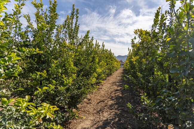 Santa Paula offers many farming jobs for the local community.