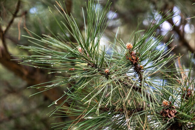 Many of the homes in Ketch Acres are surrounded by pine trees.