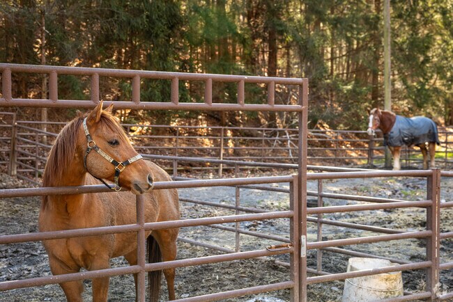 Stopping on any roadside in Fredon Township may lead to an encounter with a farm animal.