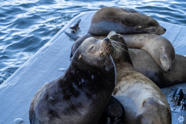 Ben Lomond residents often head to the Santa Cruz Wharf to watch sea lions bask in the sun, just a short coastal drive from the mountains and forests they call home.