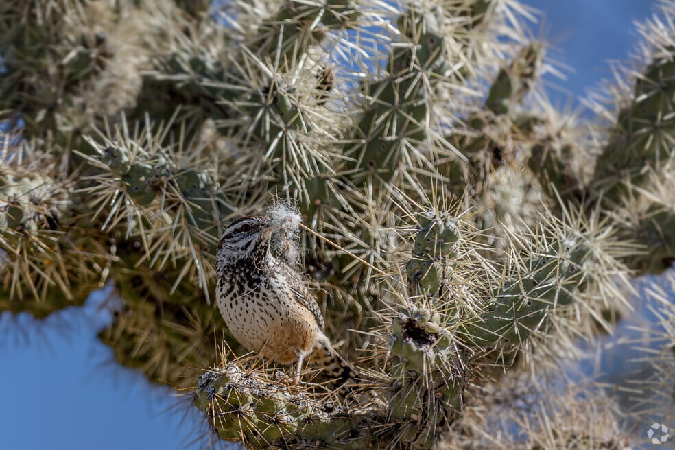 BearCanyon_526767_LC_072225_FINAL