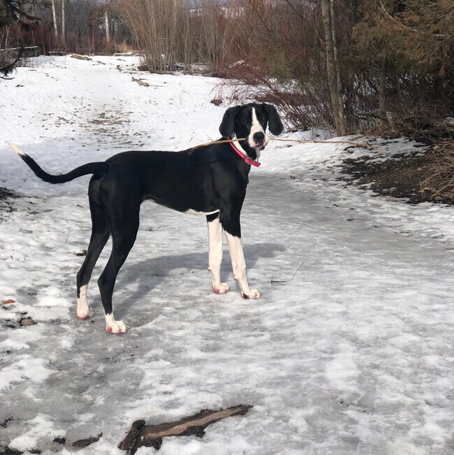 Agent Photo
