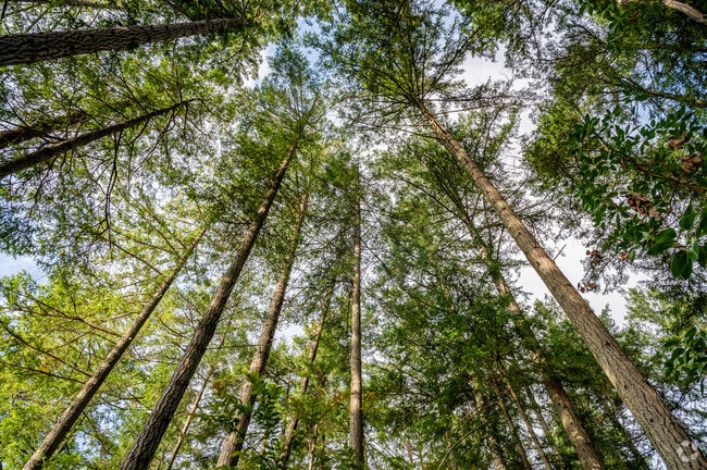 Anderson Island is covered with towering trees that reach towards the sky.