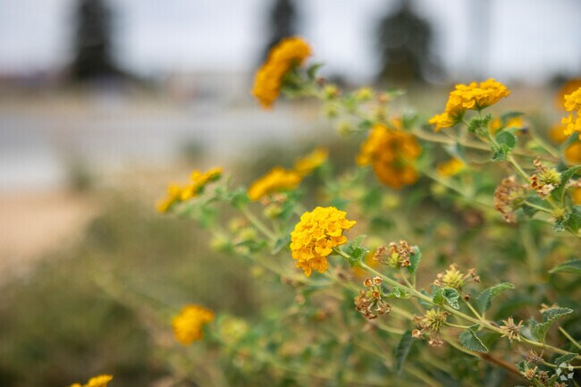 Beautiful golden flowers seen in the South Wible Orchard neighborhood.