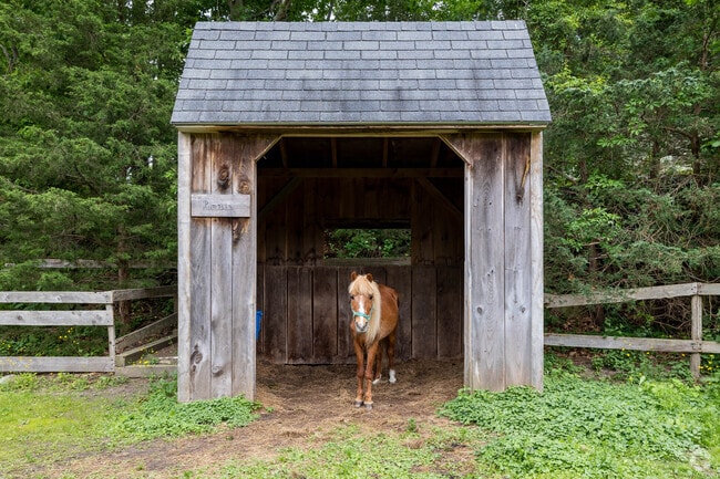 Pumpkin the Pony greets visitors at Holly Hill Farm, a Cohasset favorite.