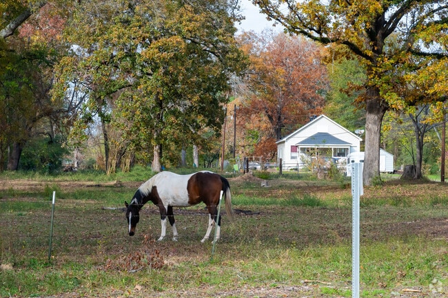 Horses roam free on ranch properties in Town Center.
