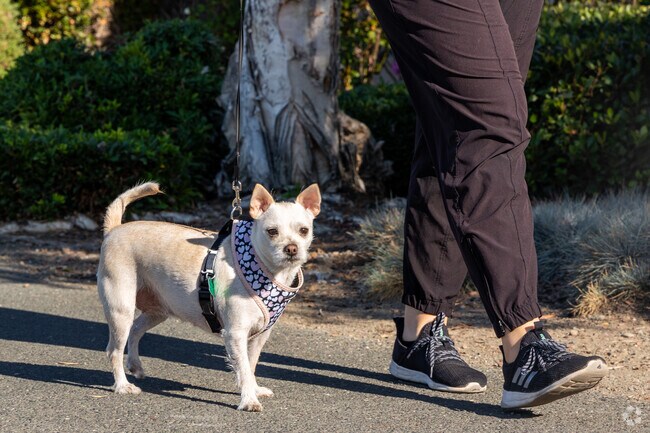 Many Heron Bay dog owners enjoy taking their furry friends to San Lorenzo Trails for exercise.