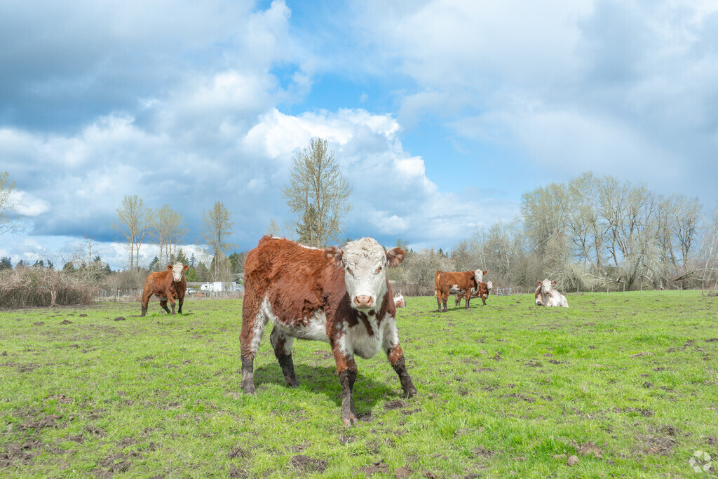 Newaukum locals enjoy the charm of a rural lifestyle with easy access to nearby amenities.