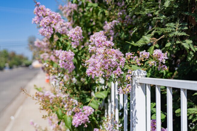 Beautiful pink blossoms add color to this sidewalk along the homes of Farmersville.