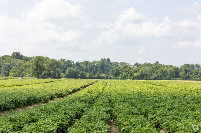 At Hallock’s U-Pick Farm in Plumsted, visitors can pick their own fresh vegetables.