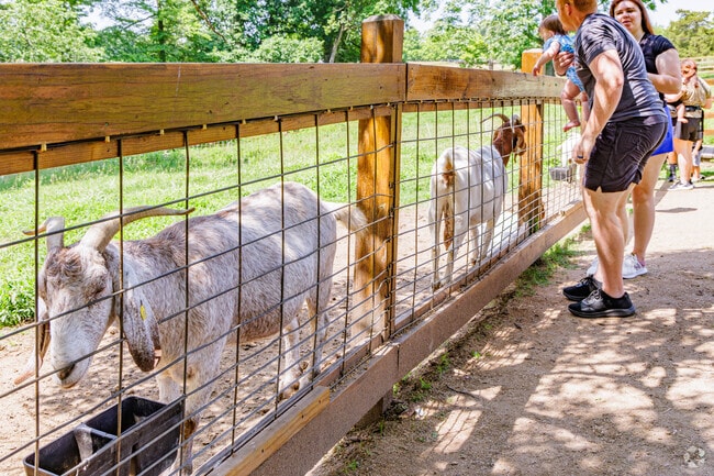 Friendly goats greet visitors at Ingram’s Family Farm near Frazier Marsh.