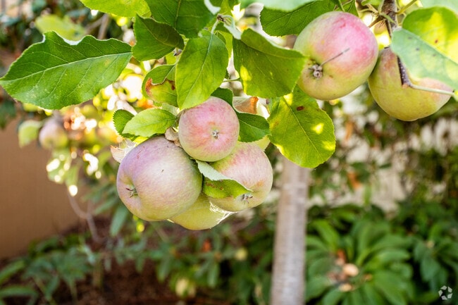 Santa Fe in Oakland has many fruit trees growing in residents' lawns.