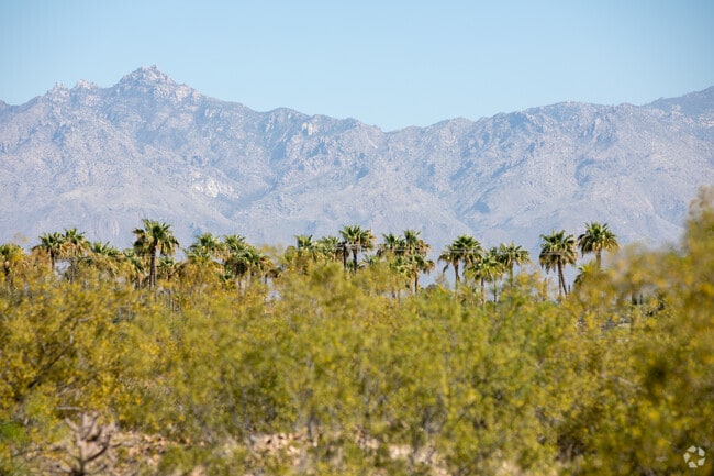 Palm trees in Rincon Country East RV Resort in Coyote Corridor.