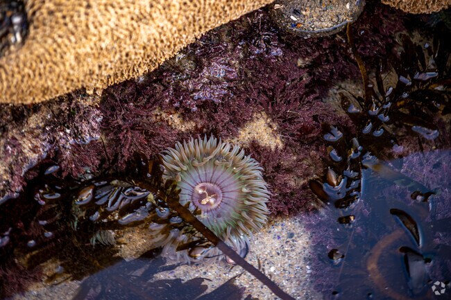 Tide pools near Laguna Niguel City have a variety of ocean life.