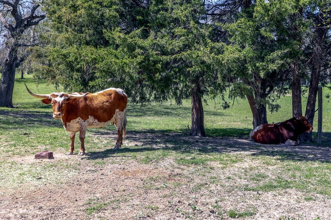 A Texas longhorn enjoys life in Lucas, Texas.