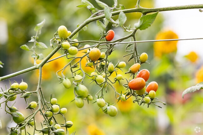 Cherry tomatoes grow in Santana Community Garden in Four Corners.