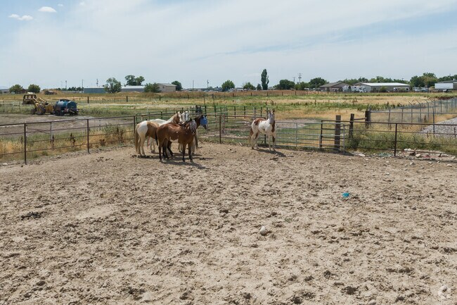 Horses enjoy a sunny summer day in Harrisville.