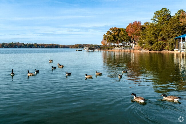 Living in Tega Cay, you can take in abundant wildlife on Lake Wylie.